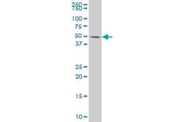 DUSP10 antibody  (AA 1-140)
