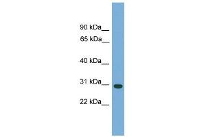 Carbonic Anhydrase Vb antibody (Mitochondrial) used at 1 ug/ml to detect target protein. (CA5B antibody  (N-Term))
