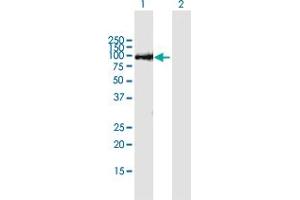 Western Blot analysis of THAP9 expression in transfected 293T cell line by THAP9 MaxPab polyclonal antibody. (THAP9 antibody  (AA 1-903))