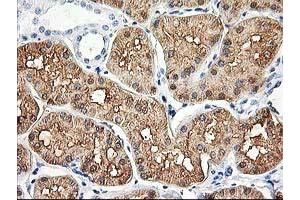 Immunohistochemical staining of paraffin-embedded Human Kidney tissue using anti-ALDOB mouse monoclonal antibody.