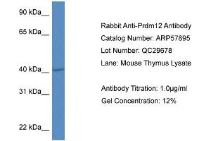 Western Blotting (WB) image for anti-PR Domain Containing 12 (PRDM12) (Middle Region) antibody (ABIN2787445) (PRDM12 antibody  (Middle Region))