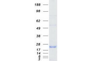 Validation with Western Blot (PPP1R1A Protein (Myc-DYKDDDDK Tag))