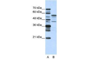 WB Suggested Anti-BLZF1  Antibody Titration: 2. (BLZF1 antibody  (N-Term))