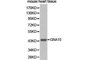 Western Blotting (WB) image for anti-Guanine Nucleotide Binding Protein (G Protein), alpha 15 (Gq Class) (GNA15) antibody (ABIN1872841) (GNA15 antibody)