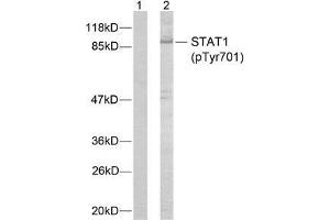 Western blot analysis of extracts from MCF7 cells using STAT1 (phospho-Tyr701) antibody (E011044). (STAT1 antibody  (pTyr701))