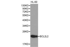 Western Blotting (WB) image for anti-BCL2-Like 2 (BCL2L2) antibody (ABIN1871261) (BCL2L2 antibody)