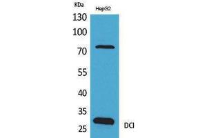 Western Blotting (WB) image for anti-Enoyl-CoA Delta Isomerase 1 (ECI1) (C-Term) antibody (ABIN3178260) (DCI antibody  (C-Term))