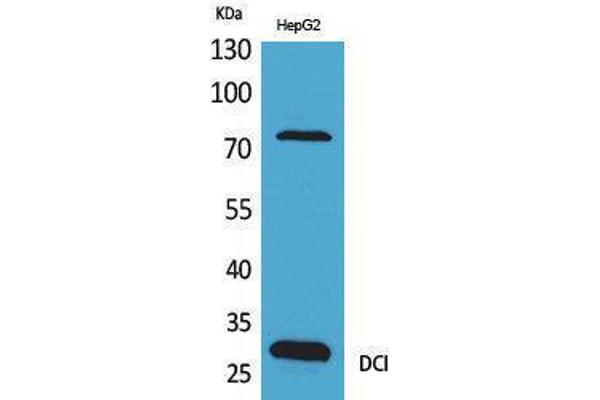 DCI antibody  (C-Term)