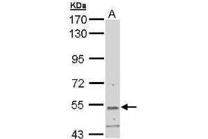 SNTB2 antibody