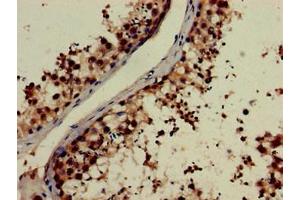 Immunohistochemistry of paraffin-embedded human testis tissue using ABIN7161677 at dilution of 1:100 (NOG antibody  (AA 28-232))