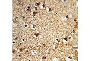 IHC analysis of FFPE human brain tissue stained with EIF2A antibody (EIF2A antibody  (AA 437-465))