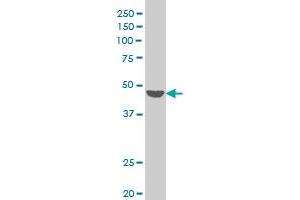 PIGM antibody  (AA 35-96)