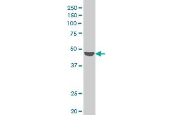 PIGM antibody  (AA 35-96)