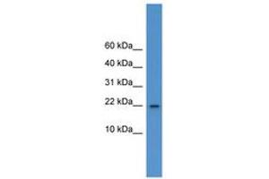 Image no. 1 for anti-Interleukin 1 delta (FIL1d) (C-Term) antibody (ABIN6746412) (FIL1d antibody  (C-Term))