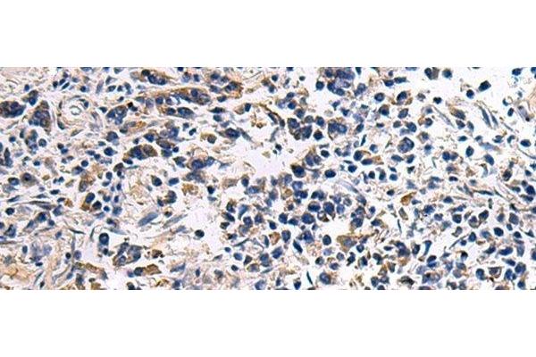 DRGX antibody