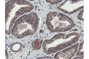 Image no. 2 for anti-OTU Domain, Ubiquitin Aldehyde Binding 1 (OTUB1) antibody (ABIN1499930) (OTUB1 antibody)