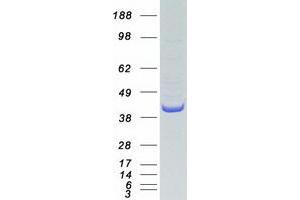 COPS5 Protein (Myc-DYKDDDDK Tag)