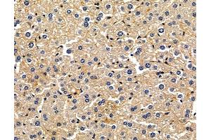 ABIN7096896 and ABIN7100962 at 1/100 staining mouse liver tissue by IHC-P.