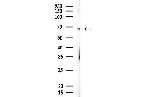 anti-Cyclin K (CCNK) (N-Term) antibody