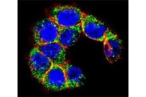 Confocal immunofluorescent analysis of MUC20 antibody with WiDr cells followed by Alexa Fluor 488-conjugated goat anti-rabbit lgG (green). (MUC20 antibody  (AA 654-684))