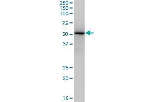 ZNF447 monoclonal antibody (M04), clone 2H1. (ZSCAN18 antibody  (AA 1-510))