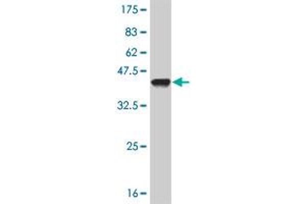 PRKDC antibody  (AA 4019-4128)