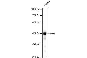 Western blot analysis of extracts of HepG2 cells, using MVK antibody (ABIN7268506) at 1:500 dilution. (MVK antibody)