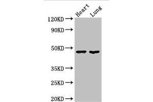 Western Blot Positive WB detected in: Mouse heart tissue, Mouse lung tissue All lanes: PAG1 antibody at 3 μg/mL Secondary Goat polyclonal to rabbit IgG at 1/50000 dilution Predicted band size: 47 kDa Observed band size: 47 kDa (PAG1 antibody  (AA 97-432))