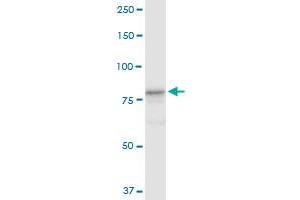 CUL4A MaxPab rabbit polyclonal antibody. (Cullin 4A antibody  (AA 1-759))