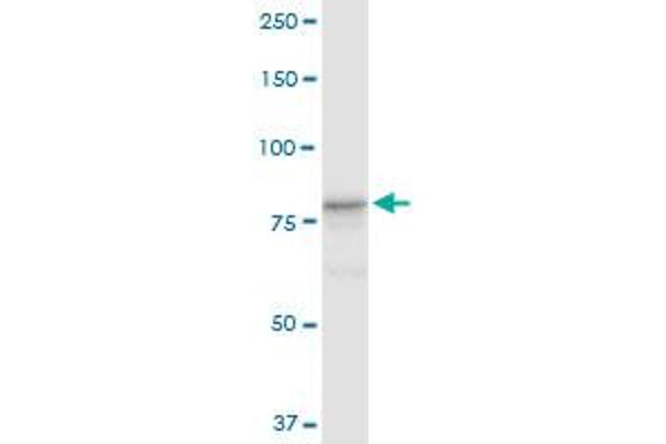 Cullin 4A antibody  (AA 1-759)