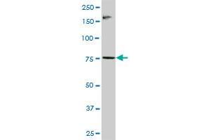 RNF6 MaxPab polyclonal antibody. (RNF6 antibody  (AA 1-685))