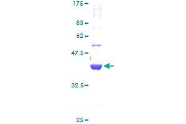 GTF2A2 Protein (AA 1-109) (GST tag)