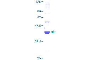 Image no. 1 for General Transcription Factor IIA, 2, 12kDa (GTF2A2) (AA 1-109) protein (GST tag) (ABIN1306125)
