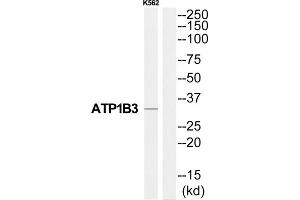 Western Blotting (WB) image for anti-ATPase, Na+/K+ Transporting, beta 3 Polypeptide (ATP1B3) (Internal Region) antibody (ABIN1852198) (ATP1B3 antibody  (Internal Region))