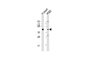 Western Blot at 1:2000 dilution Lane 1: human heart lysate Lane 2: K562 whole cell lysate Lysates/proteins at 20 ug per lane. (PDK4 antibody  (C-Term))