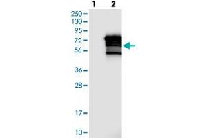 Western blot analysis of Lane 1: Negative control (vector only transfected HEK293T lysate), Lane 2: Over-expression Lysate (Co-expressed with a C-terminal myc-DDK tag (~3. (ZNF205 antibody)