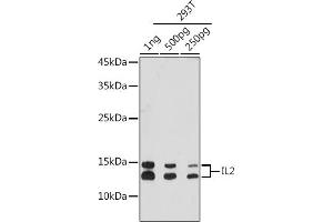Western blot analysis of extracts of 293T cells, using IL2 antibody (ABIN7267993) at 1:3000 dilution. (IL-2 antibody)