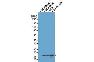 Western blot test of acid extracts of HeLa cells treated with sodium butyrate (HeLa+NaBu), treated and untreated with Nocodazole, and recombinant Histone H3. (Recombinant Histone 3 antibody  (Lys4, N-Term))