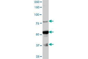 ARMC6 MaxPab polyclonal antibody. (ARMC6 antibody  (AA 1-476))