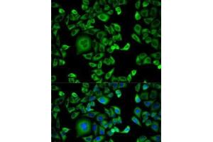 Immunofluorescence analysis of HeLa cells using EXT1 Polyclonal Antibody (EXT1 antibody)