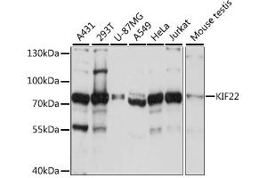 Western blot analysis of extracts of various cell lines, using KIF22 antibody. (KIF22 antibody)
