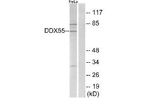 Western blot analysis of extracts from HeLa cells, using DDX55 antibody. (DDX55 antibody)