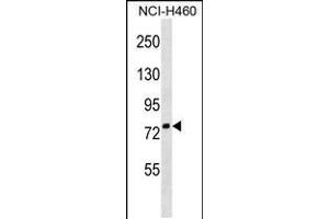 Western blot analysis in NCI-H460 cell line lysates (35ug/lane). (ZNF607 antibody  (AA 312-338))