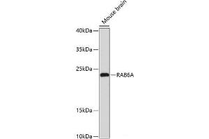 Western blot analysis of extracts of Mouse brain using RAB6A Polyclonal Antibody at dilution of 1:3000. (RAB6A antibody)