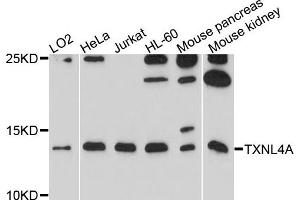 Western blot analysis of extracts of various cells, using TXNL4A antibody. (TXNL4A antibody)