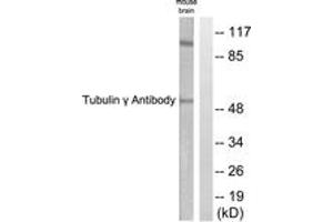 Western blot analysis of extracts from mouse brain cells, using Tubulin gamma Antibody.