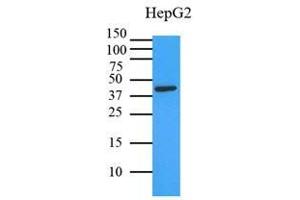 Cell lysates of HepG2 (35 ug) were resolved by SDS-PAGE, transferred to PVDF membrane and probed with anti-human MAPK1 (1:3000). (ERK2 antibody)