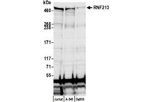 anti-Ring Finger Protein 213 (RNF213) (AA 4300-4350) antibody