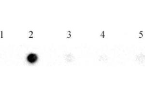 N6-Methyladenosine (m6A) antibody (pAb) tested by RNA dot blot analysis. (N6-Methyladenosine antibody)