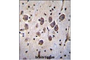 ANKRD34C Antibody (C-term) (ABIN655772 and ABIN2845210) immunohistochemistry analysis in formalin fixed and paraffin embedded human brain tissue followed by peroxidase conjugation of the secondary antibody and DAB staining. (ANKRD34C antibody  (C-Term))